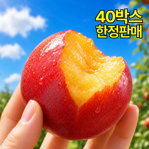 [2026첫수확] 꿀당도 과즙팡팡 산지직송 하우스자두