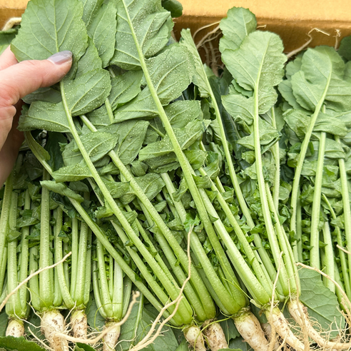 대아프레시 야채 아저씨네 국내산 시원 아삭한 채소 열무 300g 500g 1kg 2kg 4kg, 1박스, 300g
