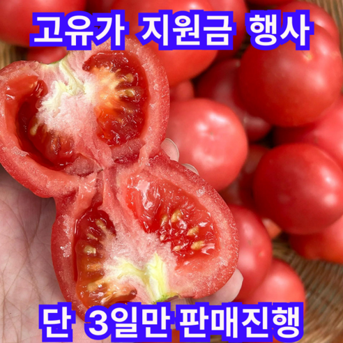 [고유가지원금]단3일만 농장갓딴 달달새콤 못난이 완숙토마토, 1박스, 10kg