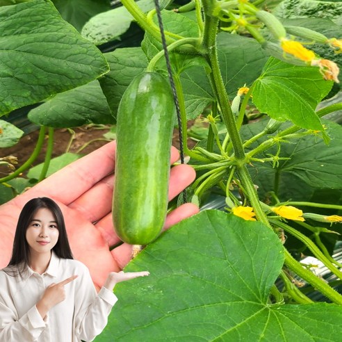 특가 청담농수산 미니오이 스낵오이, 1개, 500g (정품)