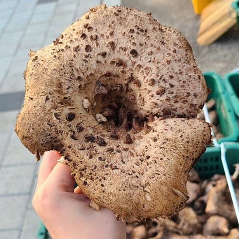 울진 진주농산 국내산 능이버섯 (생,냉동, 건조 택1)