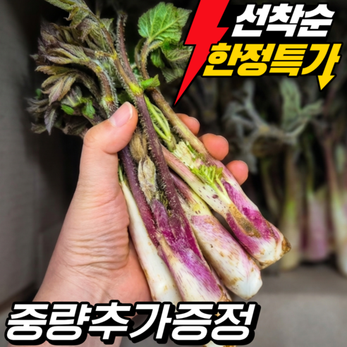 특품 제철 땅두릅 산지직송 당일 수확 신선배송 봄나물