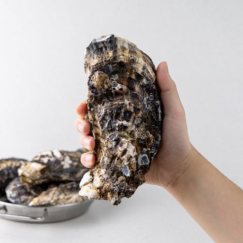 레브 당일작업 산지직송 통영 삼배체 굴 대왕굴, 1개, 6kg