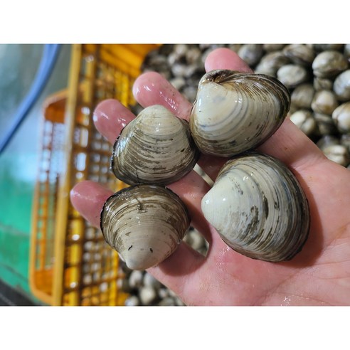 청정지역 고창 갯벌 동죽 물총조개 해감조개, 1개, 물총조개10kg