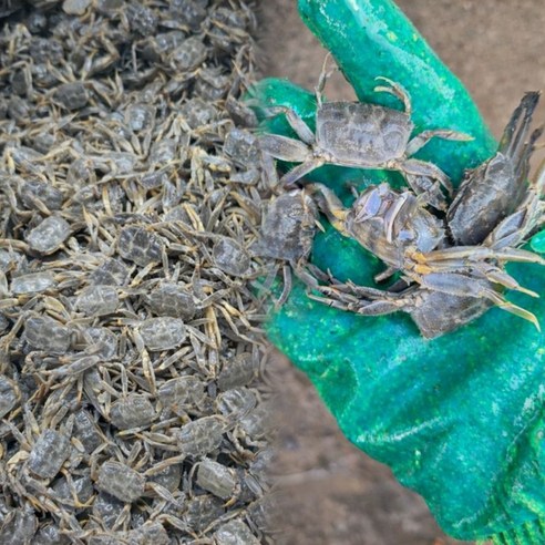 남해안 생물 별량 칠게 산지직송, 1개, 500g (50미내외)