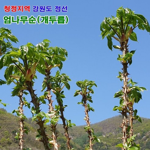 우리네농산 강원도 엄나무순 개두릅 1kg  정선 고랭지에서 자란 육질 단단하고 향좋은 산나물 산지에서 배송