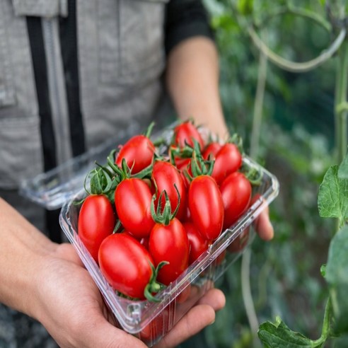 금메달농수산 산지직송 자몽향 스테비아 방울토마토, 1개, 500g 3팩