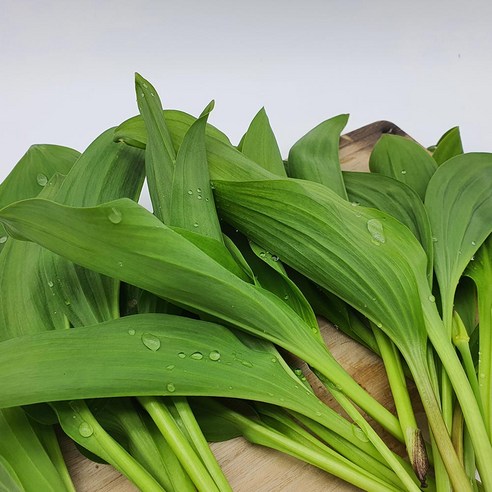 강원도 정선 민둥산 해발 1118고지 고랭지 야생 명이나물 [산지직송], 1kg, 1박스