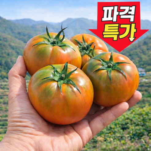 [한정특가100박스] 산지직송 재구매율1위 짭짤이 대저토마토