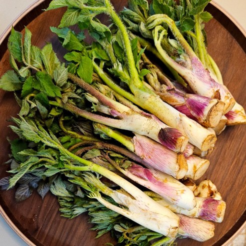 경상도 남해 땅두릅 (특품) 자연산 봄나물 국산 드룹, 1세트, 1kg