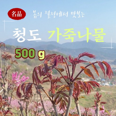 [특품] 2026년 햇순 가죽나무순