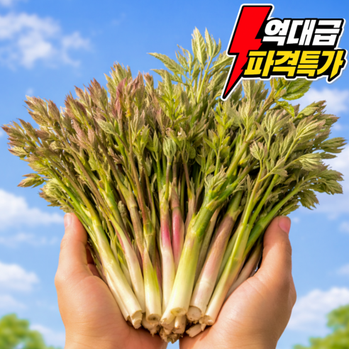 [하루100박스한정] 시즌한정특가 제철 땅두릅 눈꽃