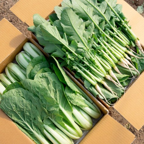 [포천채소꾼] 어린열무 얼갈이 2kg 반반 (6시내고향 방영)
