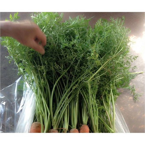 유기농 당근잎 500g 친환경 건강식 채소 간식 산지직송
