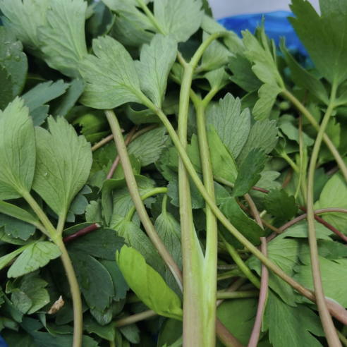 [대용량]해풍맞은 노지재배 햇 방풍나물