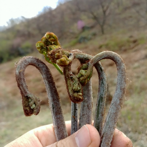 생고사리 지리산 고산지의 제철 햇 고사리