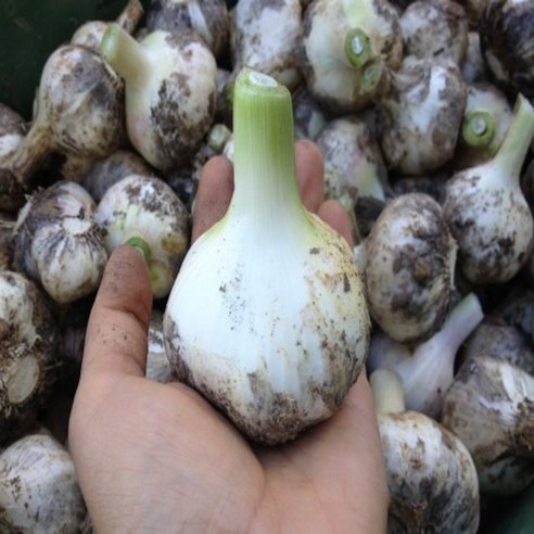 [실속 산지직송 특가] 구지 햇 통마늘 1kg (소/중)