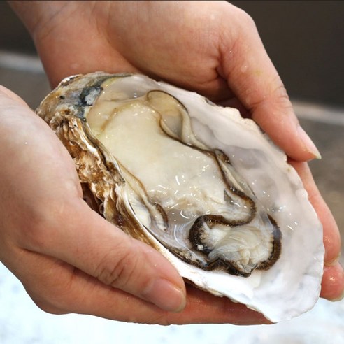 (사시사철)통영 삼배체굴 통굴 (반손질)하프쉘 석화 대왕 굴 크기/갯수 선택 당일채취 수출용 오이스터바 [원산지:국산(경상남도 통영시)