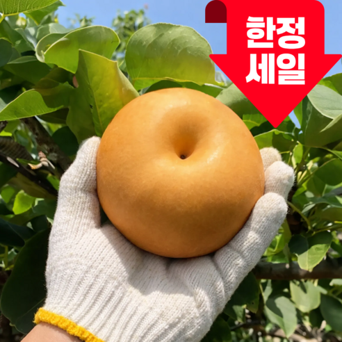[100개 한정특가] 나주 신고배 고당도 당도선별 가정용 산지직송
