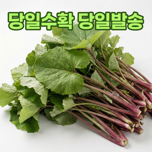 <딱제철!!> 자연산 머위나물 국내산 머위잎 머구대 산머위