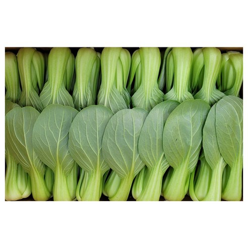 야채왕 싱싱한 청경채 중량별 200g/500g/1kg/2kg/4kg, 1개, 1kg, 1개