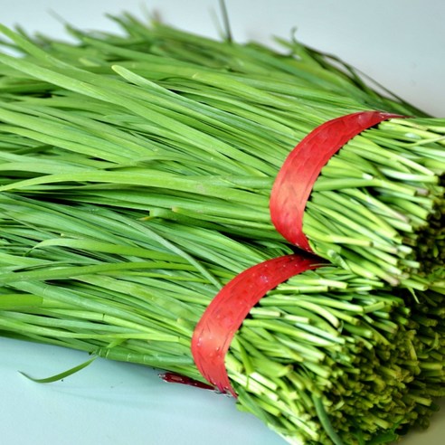 < 바른농산 > 당일수확 국내산 부추 묶음 (1단 500g), 1개, 700g