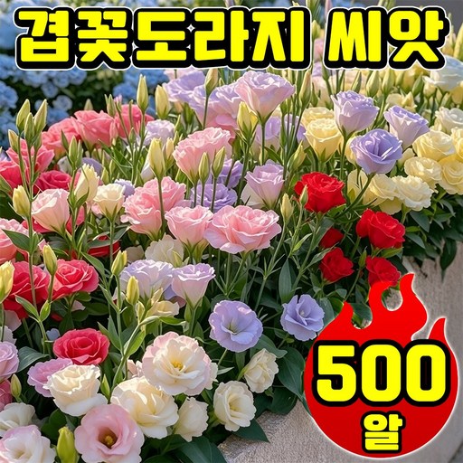 [사계절 개화] 겹꽃도라지 씨앗 노지월동 가을꽃모종 겹도라지 혼합씨앗 리시안셔스 씨앗 사계절 꽃피는 식물 다년생 닝운시상