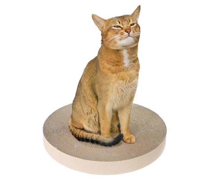 캣모나이트 완벽 가이드: 고양이 건강과 행복을 위한 최고의 선택