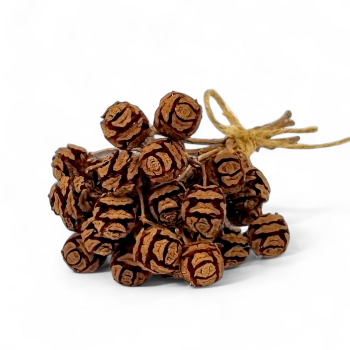 멸균 메타세콰이어 열매 인테리어 장식 만들기 공예 소품