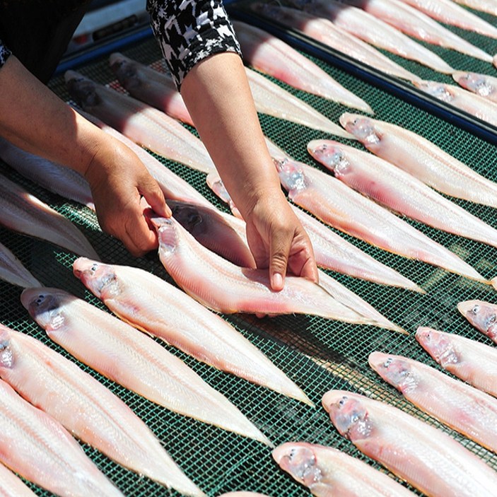 수산대장 반건조박대 30cm내외 특대 흰살생선 반찬 서대