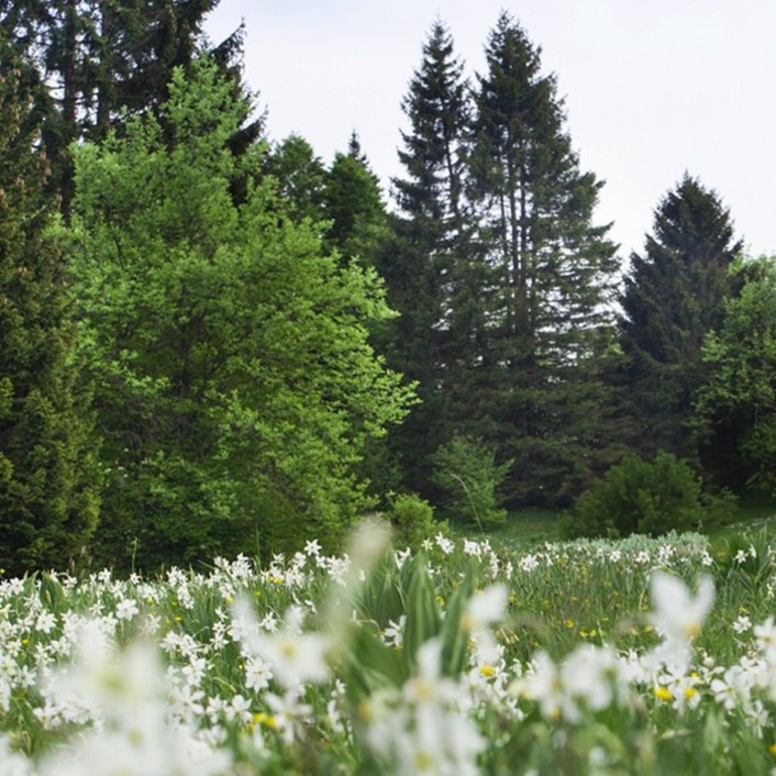 캔들나라 KP 바이레도 타입 발다프리크