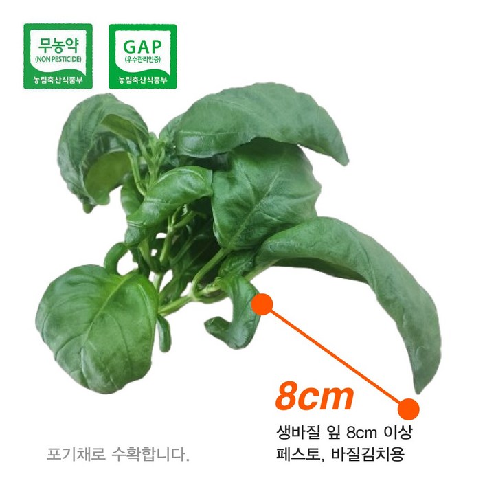 바질 생잎 페스토용 바질김치용 1kg 국내산 100 무농약 인증 산지직송, 1개, 1kg