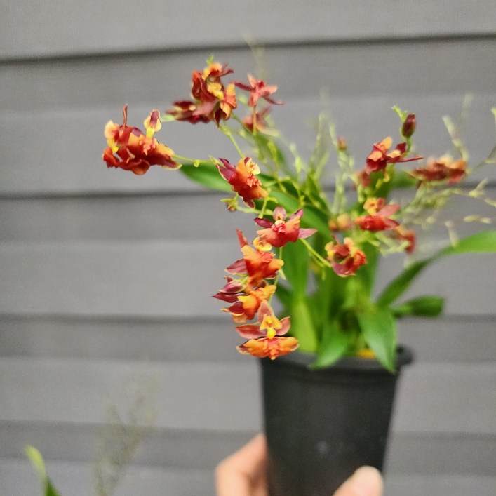 환타지아 빨강 투톤