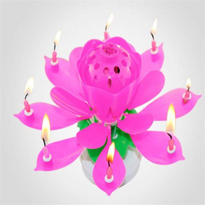 회전 연꽃초 특이한초 회전초 무지개초