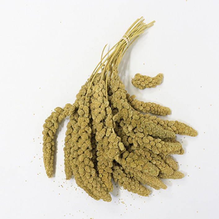 스프레이 밀렛 500g 앵무새 간식, 1봉