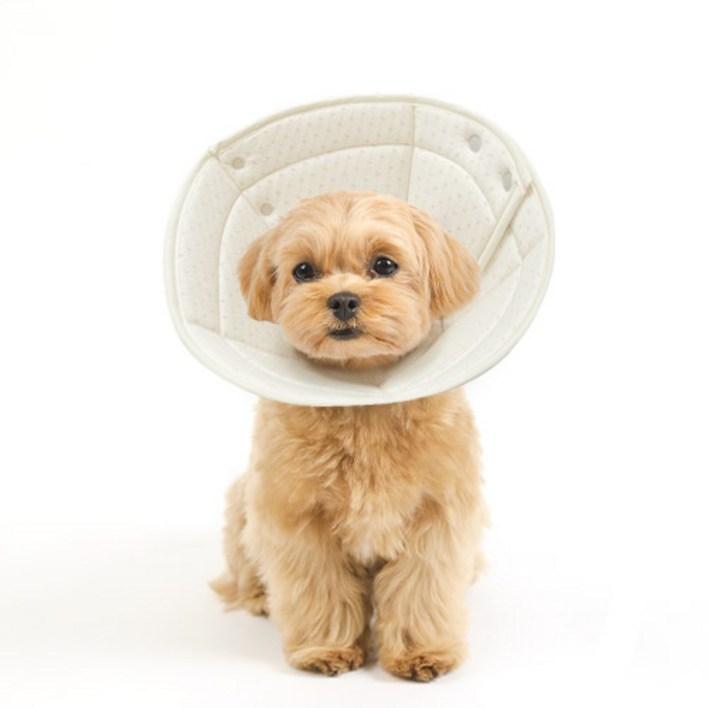 개놀자 오가닉 펜타곤 넥카라, 도트, 1개