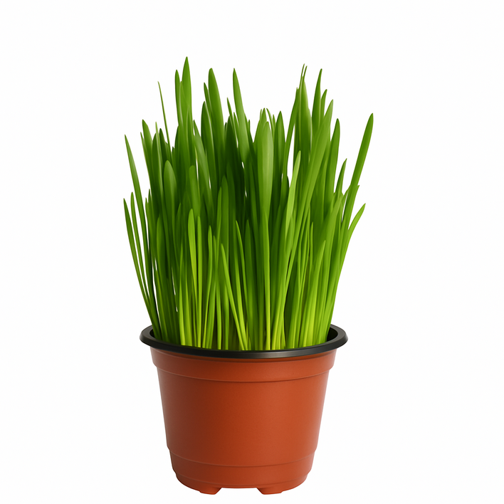 미니정글 바로 먹는 캣그라스 귀리 새싹 할인 패키지, 3개