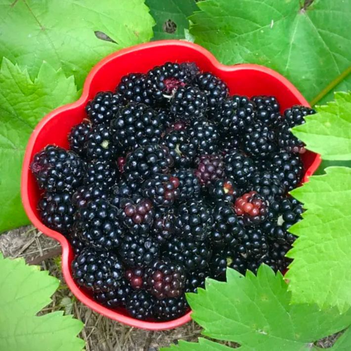 25년햇복분자 슈퍼복분자 블랙베리 생과급냉 고창산지직송 복분자