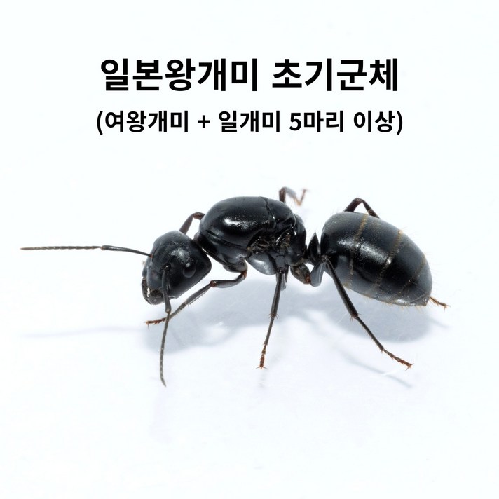 앤트킹 여왕개미 키우기 관찰 키트