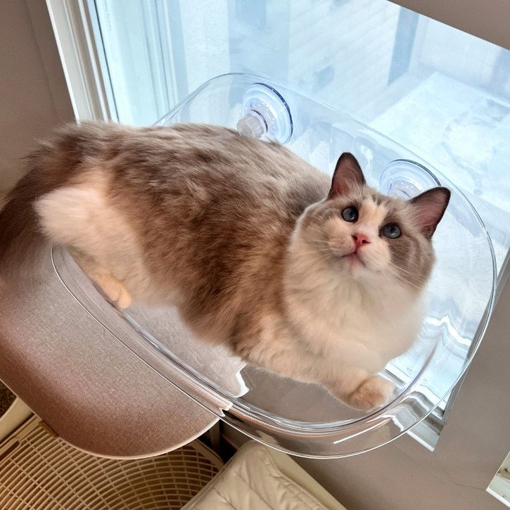 MAAH 고양이 창문 해먹 캣타워 초강력 나사형 흡착