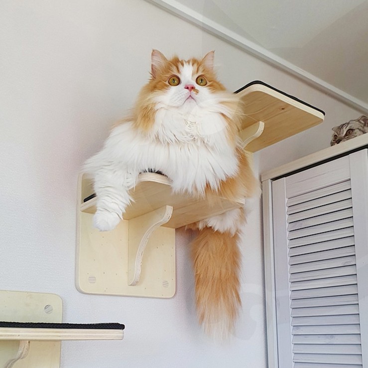고양이구름다리 벽 캣워커 - 고양이 구름다리 투명 원목 놀이터 선반 캣워커 캣타워 캣폴 방인테리어